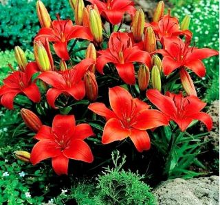 Crimson Pixie – dwarf lily – 1 pc