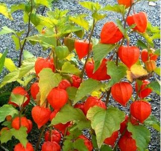 Winter Cherry, Bladder Cherry seeds - Physalis alkekengi - 165 seeds