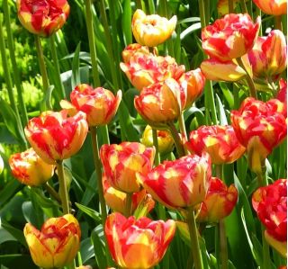 Tulipa Sundowner - Tulip Sundowner - 5 bebawang