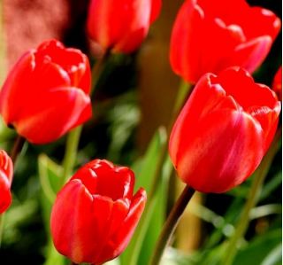 Spomladanska pesem - Tulip Spring Spring - 5 čebulic - Tulipa Spring Song