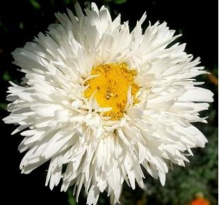 미친 데이지, 스노우 드리프트 - 국화 최대 fl.pl - 160 종자 - Chrysanthemum maximum fl. pl. Crazy Daisy - 씨앗