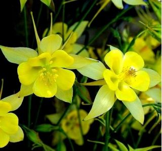 Golden Columbine frø - Aquilegia chrysantha - 270 frø
