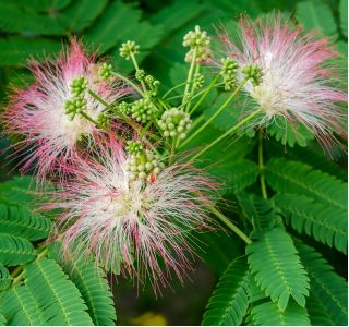 Persian Silk Tree seeds - Albizia julibrissin