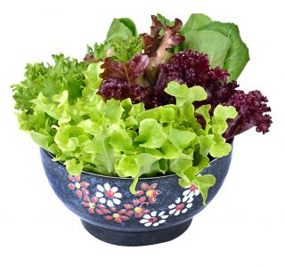 Seleksi pelbagai salad - 450 biji - Lectuca sativa  - benih
