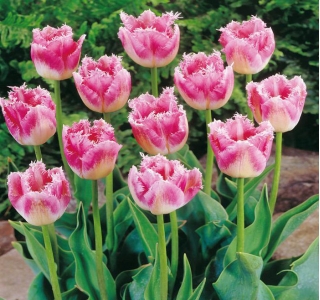 Tulip 'Fancy Frills' - pacote grande - 50 pcs.