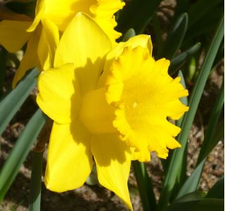 수선화 네덜란드 마스터 - 수선화 네덜란드 마스터 - 5 알뿌리 - Narcissus
