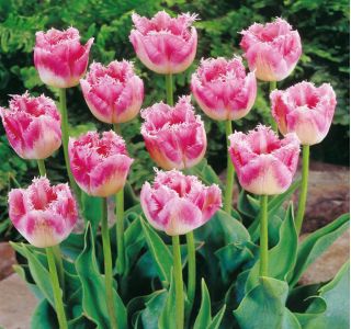 郁金香花式褶边 - 郁金香花式褶边 -  5个洋葱 - Tulipa Fancy Frills