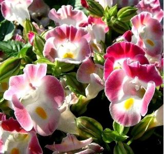 Catalina Pink Torenia, Wishbone Biji bunga - Torenia fournieri - benih