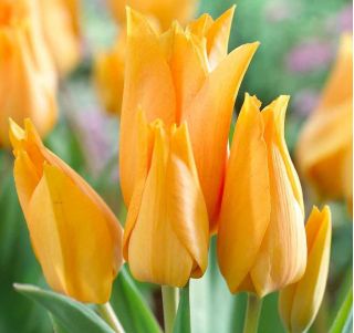 Tulipán udelenie Inca - Tulipán udelenia Shogun - 5 cibuľky - Tulipa Praestans Shogun