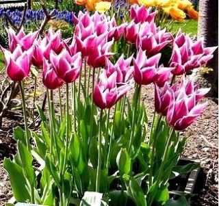 Tulipano Claudia - pacchetto di 5 pezzi - Tulipa Claudia