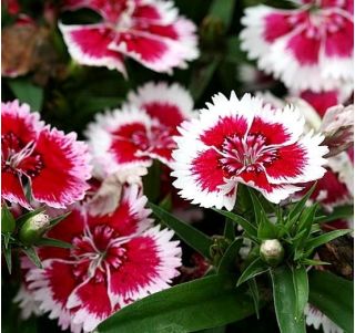 Hạt giống Dianthus Merry-Go-Round - Dianthus chinensis - 330 hạt