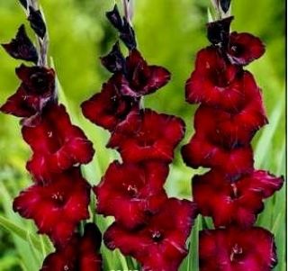 唐菖蒲黑色惊喜 -  5个洋葱 - Gladiolus Black Surprise