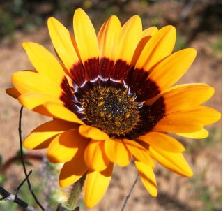 Cape Daisy, Veldt Monarch karışık tohumlar - Venidium fastuosum - 130 tohumlar