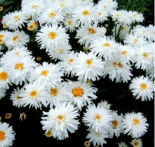 クレイジーデイジー、雪の吹きだまりの種 - 菊最大fl.pl  -  160種子 - Chrysanthemum maximum fl. pl. Crazy Daisy - シーズ