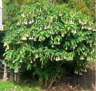 Meleğin Trompet tohumları - Datura arborea - 5 tohumlar