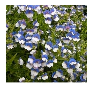 Nemesia Blue & White sementes - Nemesia strumosa - 3250 sementes