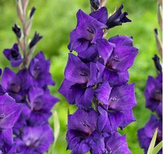Gladíolo Purple Flora - pacote de 5 peças - Gladiolus