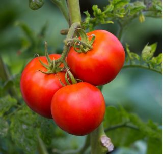 Tomato "Julia F1" - for cultivation in greenhouses and under covers