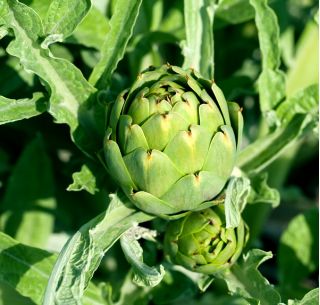 Alcachofera - Green Globe - 23 semillas - Cynara scolymus