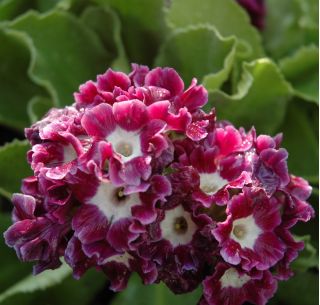 بذور زهرة الربيع المختلطة - بذور زهرة الربيع - 110 بذور - Primula x pubescens - ابذرة