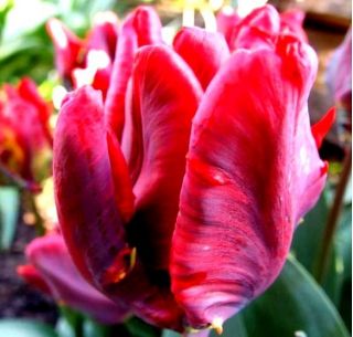 Tulipan Erna Lindgreen - pakke med 5 stk - Tulipa Erna Lindgreen
