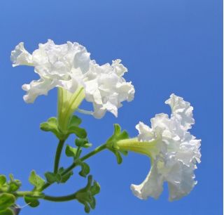 Petunia Supercascade Biji putih - Petunia x hybrida pendula fimbriata - 80 biji - Petunia x hybrida fimbriatta  - benih