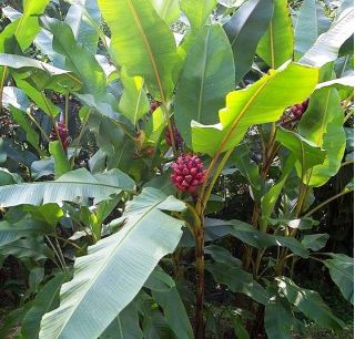 Семена розового банана - Муса велютина - 5 семян - Musa velutina - семена