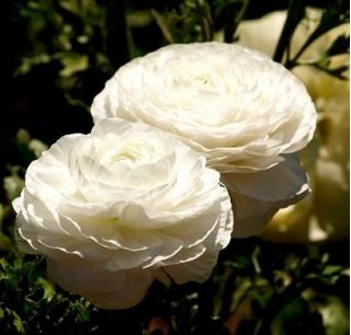 Ranunkelsläktet - vit - paket med 10 stycken - Ranunculus