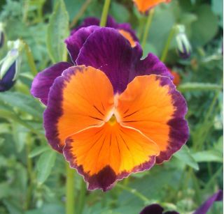 Pansy Sorbet Orange Duet seeds - Viola x wittrockiana - 240 seeds