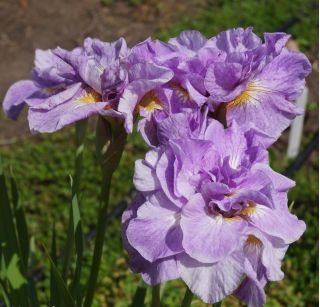 二重開花シベリアアイリス - インペリアルオパール。シベリアの国旗 - Iris sibirica
