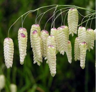 Greater Quaking Grass tohumları - Briza maxima - 500 seeds
