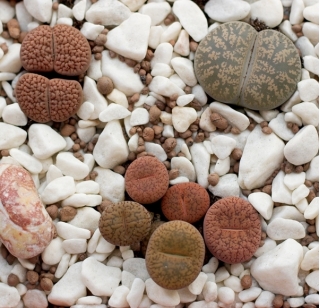 Batu Hidup, Biji Pebble Plant - Lithops sp. - 20 biji - benih