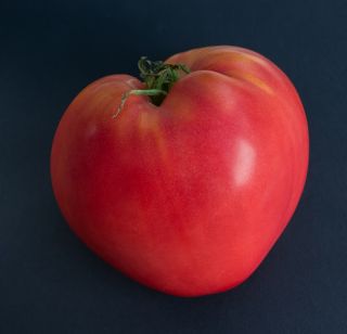 Tomate "Cuor di Bue" - Hochwachsend Freilandtomate, Ochsenherzsorte