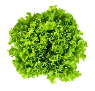 Field, Batavia-type lettuce "Reglice"
