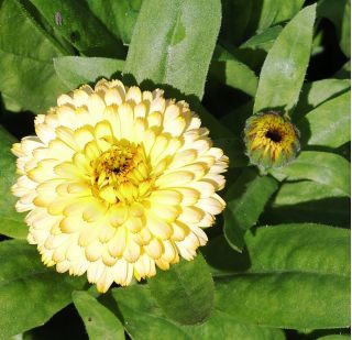 Calêndula - Cream Beauty - 240 sementes - Calendula officinalis