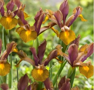 Iris hollandica Король Лев - 10 цибулин - Iris × hollandica