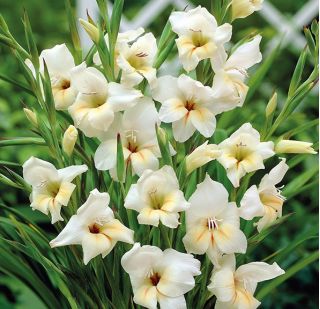Gladiolsläktet Halley - paket med 5 stycken - Gladiolus