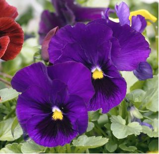 Stedmoderblomst - Viola x wittrockiana - Bergwacht - 400 frø - violet