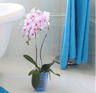 Apvalus orchidėjų vazonas - Coubi DUOW - 13 cm - žalias - 