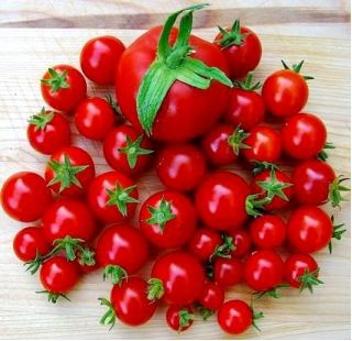 Tomato "Mascot" - cocktail, low-growing variety - PELLETED SEEDS - 100 seeds