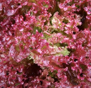 Kerti saláta -  Foliosa - Crimson - Piros - Lactuca sativa var. foliosa  - magok
