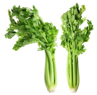 芹菜“Plein Blanc Pascal” - 生动的绿色，最适合汤 -  2600粒种子 - Apium graveolens - 種子