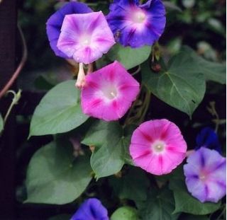 Morning Glory mixed seeds - Ipomoea tricolor - 84 seeds