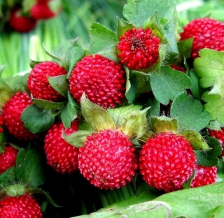 Mock Strawberry, Indian Strawberry frø - Duchesnea indica - 250 frø - Potentilla indica