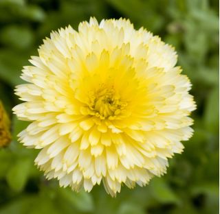 Pot Marigold Cream Beauty seeds - آذريون أوفيسفيناليس - 240 بذور - Calendula officinalis - ابذرة