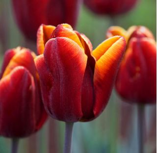Tulipa Abu Hassan - Tulip Abu Hassan - 5 kvetinové cibule