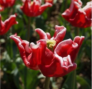 Tulpansläktet Elegant Crown - paket med 5 stycken - Tulipa Elegant Crown