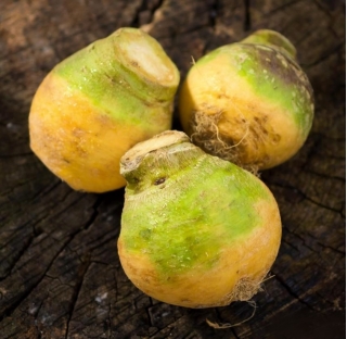 Fodder rutabaga "Saba" - 10 g; Swedish turnip, neep, snagger, swede