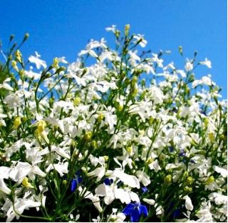 Lobelia Riviera Beyaz tohumlar - Lobelia erinus - 3200 tohumlar