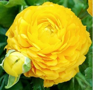 Boglárka - sárga - csomag 10 darab - Ranunculus